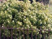 Choisya, remonte, remonte...