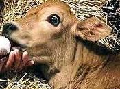 Argentine ROSITA première vache donne lait presque humain