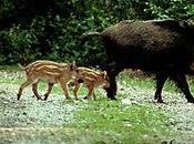 Bavure chasse mortelle Mesnières-en-Bray avait