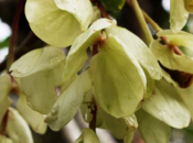 nouveau Medinilla découvert dans îles Fidji