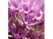 Quelle cette fleur, réponse