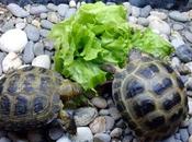 Vive slow (food autres), blog ralentit