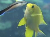 images sous-marines magnifiques