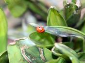 Coccinelle d'hiver