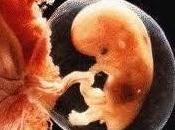 Embryon humain vers personnalité juridique