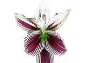 Quelle cette fleur mystère résultat