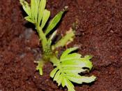 Sambucus adnata démarre