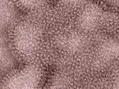 GRIPPE: midodrine, nouvel anti-grippal universel Inserm