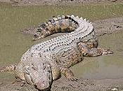 homme castré crocodile