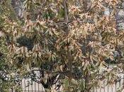 Drimys winteri, fragile