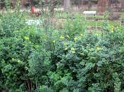 mais coronille fleurit