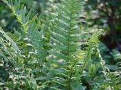 Dryopteris filix-mas