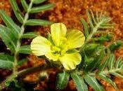 tribulus