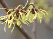 Hamamelis 'Arnold Promise'