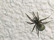 araignée loup porte œufs dans