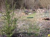 Ribes fasciculatum, floraison