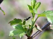 nectar pour coccinelles