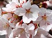 fêtes fleurs Corée