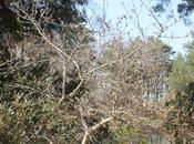 Magnolia 'Susan' liliiflora