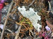 géomètre dans jardin début avril...