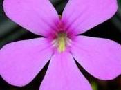 Pinguicula Bailly