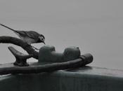 Envol Bergeronnette dessus Loire...