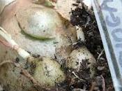 Bouturer l'Ornithogalum Caudatum