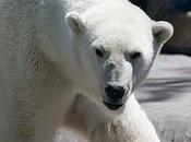 Apprivoiser ours polaire, c’est possible