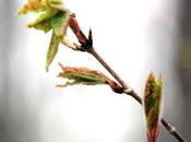 Acer triflorum