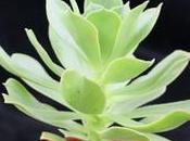 aéonium aloe disponibles