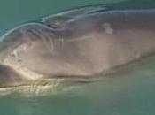 dauphin sauve deux baleines