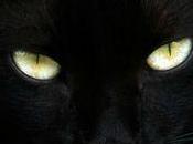 chat noir