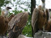 vautours fauves français pour Bulgarie