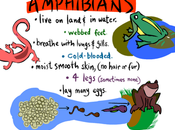 amphibiens