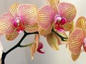 “Orchidée Impériale” suite