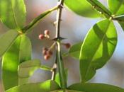 Zanthoxylum planispinum