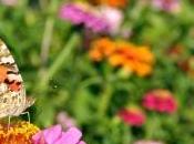 Comment inviter papillons dans jardin