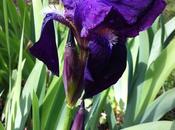 Satisfaction printemps iris