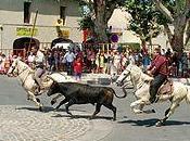 C'est cata chez défenseurs traditions camarguaises