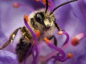 Thaïlande abeilles secours chagrins d’amour