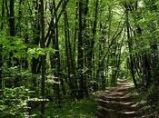 Fraicheur forêt lorraine