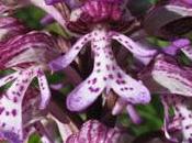 Orchis hybride militaire pourpre