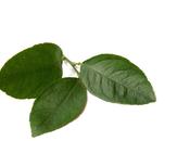 Poisson feuille lime (citron vert)