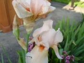 Collection d,iris -rose-mauve-jaune-bleu-noir-multicolore 2011-2012