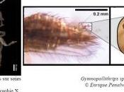 Biodiversité insectes pollinisaient déjà millions d'années