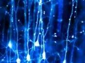 Conscience neurones très spéciaux découverts chez singe Neuron