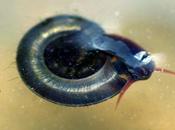 drôle petit escargot