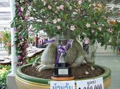 Thaïlande Adenium 50.000