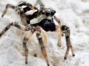 favori chasse murs jardin...