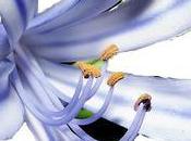 N°20, quelle cette fleur